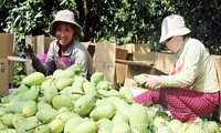 Die Bauern in Dong Thap erwirtschaften durch ökologische Landwirtschaft