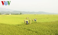 FAO prognostiziert, dass Vietnam zu den fünf weltweit größten Reisproduzenten zählt
