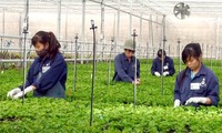Unternehmen Dong Nam A unterstützt Landwirtschaftsprodukte mit Hochtechnologien