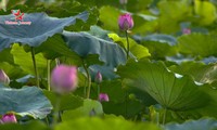 Die Schönheit der Lotusblumen im Sommer in Vietnam genießen