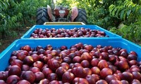 Australien exportiert Pfirsiche und Nektarinen nach Vietnam