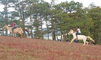 Das Pferderennen ohne Sattel anlässlich des Blumenfestivals Da Lat