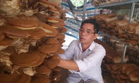 Binh Duong hilft Bauern bei Anwendung der Technologien in Produktion