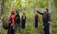 Duftende Zimtwälder im Kreis Muong Te in der Provinz Lai Chau