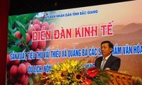 500여개 기업, Bac Giang의 리찌 소비 촉진