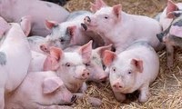 중국, 아프리카 돼지열병 예방 주사제 개발