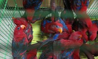 불법 수입된 300여 마리 붉은로리앵무새, 산림보호국으로 운송