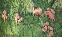 베트남의 코끼리 보존 활동
