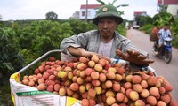 베트남 리치:전자상거래에 최초로 등장
