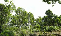 디엔비엔 샨 뚜옛 차나무군락, 베트남 유산 등록