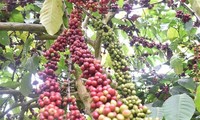 2025년 목표, 10만 헥타르 커피 재식재 및 개량