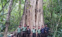 남서부고원 거목숲 군체, 베트남 유산 나무 인정