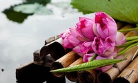 6월 하노이의 연꽃과 연못