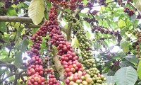 커피나무 및 후추나무, 가치 향상을 위한 사업 시동