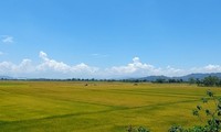 닥농성 끄롱노현 화산지대에서 생산되는 쌀