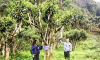 하장 샨뚜옛 차나무, 베트남 유산으로 인정받아