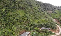 썬라성 산사나무 수확기
