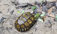 카인화성 혼바 자연보존구역에서 ‘임프레스드 거북’ 발견