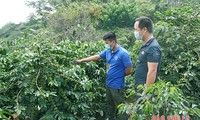 선라성, 환경보호 연계 커피 생산