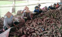 고구마 및 연와, 중국 시장에 정식 수출