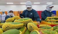 중국 시장 내  베트남 채소 수출 급증