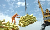 베트남 쌀 수출, 40억 달러 기록 예상