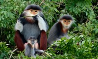 미국 국제개발처, 베트남 동물 보존 사업에 15만 달러 지원