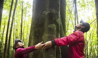 베트남 최초 마을 숲, FSC 인증 획득