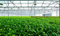 지속가능한 녹색 농업 발전