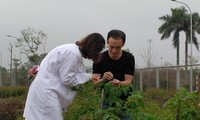 베트남, 아미노산 함량 2배 높은 토마토 품종 개발