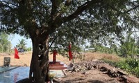 롱안성 300년 메나무, 베트남 유산나무로 인정받아