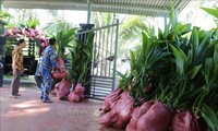 쯔엉사 군도, 3000그루 코코넛 품종 나무 인수
