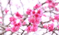 디엔비엔 벚꽃 축제, 2024년 1월 중순 개최