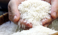 베트남 쌀값, 15년 동안 최고치 기록
