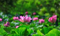 2024년 제1차 하노이 연꽃 축제, 오는 7월 개최