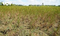 메콩 삼각주 지대, 가뭄 및 염분화 방지 대책 마련
