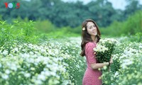 រដូវផ្កាគ្រីសាន (Chrysanthemum) Hoa mi (ហាកមី) រីកនៅទីក្រុងហាណូយ