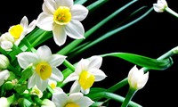 ការលេងផ្កា Narcisse ក្នុងបុណ្យតេត 