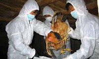 បណ្ដាដំបន់បង្កើនការបង្កាប្រឆាំងអាសន្នរោគផ្ដាសាយបក្សី A H7N9 និង A H5N1