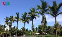 ចម្ការណាមបូនៅ Hawaii អាមេរិក