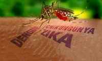 ក្រសួងសុខាភិបាលវៀតណាមបានអះអាងថា៖មិនទាន់រកឃើញវីរុស Zika នៅវៀតណាម