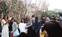 2016年樱花节在河内升龙皇城举行