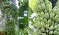芹苴市学生以香蕉皮成功配制用于保存蔬果的生物制品