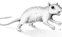 俄罗斯科学家发现远古哺乳动物新物种