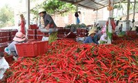 今年越南多地辣椒价格大幅下跌