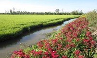 “稻田种花”模式助力农业可持续生产