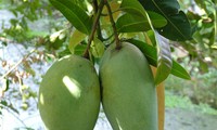 越南对出口澳大利亚市场的首批绿皮芒果进行辐照