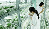 越南有关部门讨论推动应用高科技农业发展的措施