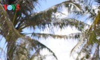 南谒——长沙群岛的椰林