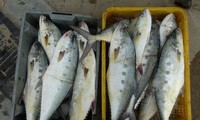 越南面向发展可持续和负责任渔业